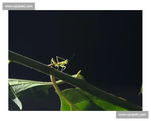 终点线前的 “螳螂”：跑者的失控与释放